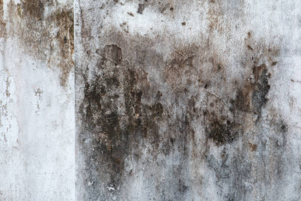 Mold Remediation for Rental Properties in Progress Village, FL