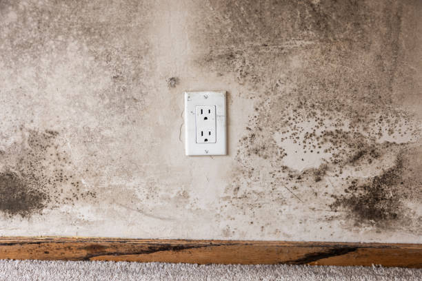Best Dehumidification Services  in Progress Village, FL