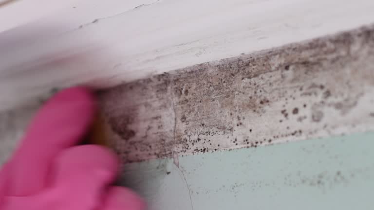 Best Mold Documentation for Insurance Claims  in Progress Village, FL